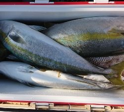 海龍丸（福岡） 釣果