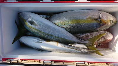 海龍丸（福岡） 釣果