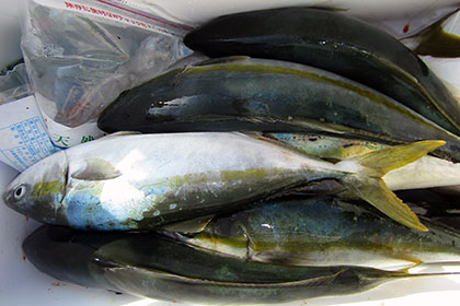 松本釣船２ 釣果