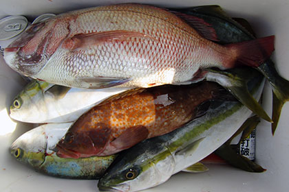 松本釣船２ 釣果