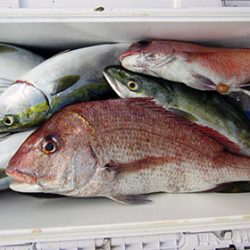 松本釣船２ 釣果