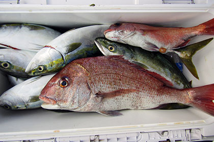 松本釣船２ 釣果