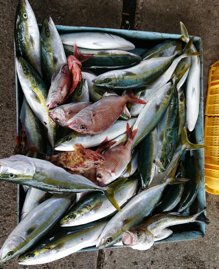 明神釣船 釣果