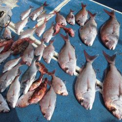 十八宝洋丸 釣果