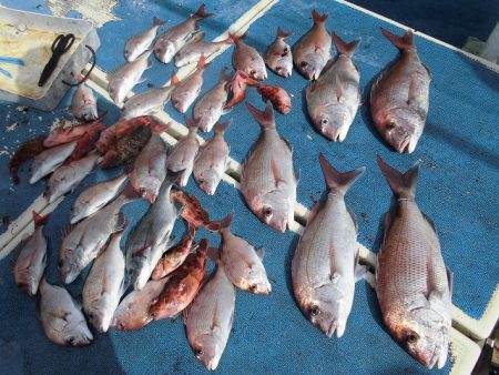 十八宝洋丸 釣果