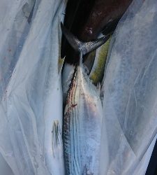 海龍丸（福岡） 釣果