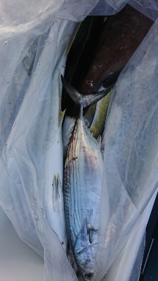 海龍丸（福岡） 釣果