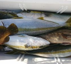 海龍丸（福岡） 釣果
