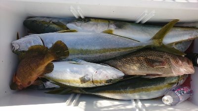 海龍丸（福岡） 釣果