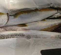 海龍丸（福岡） 釣果