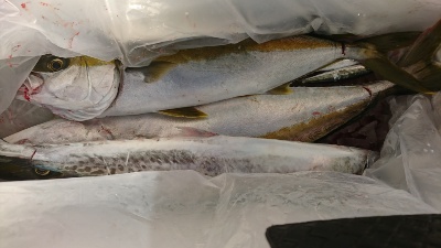 海龍丸（福岡） 釣果