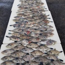 オーフリー 釣果