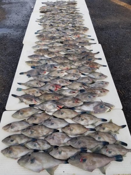 オーフリー 釣果