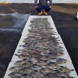 オーフリー 釣果