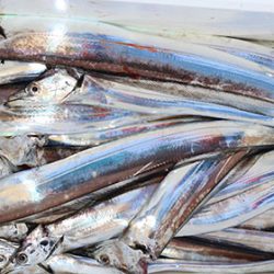 松本釣船２ 釣果