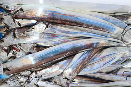 松本釣船２ 釣果