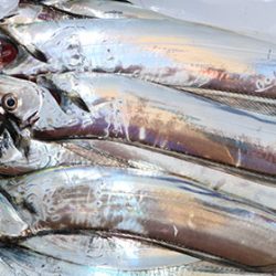 松本釣船２ 釣果