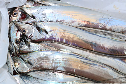 松本釣船２ 釣果