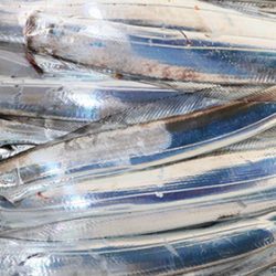 松本釣船２ 釣果