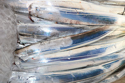 松本釣船２ 釣果