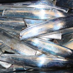 松本釣船２ 釣果