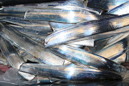 松本釣船２ 釣果