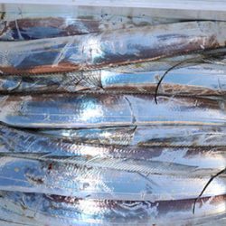 松本釣船２ 釣果