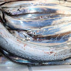 松本釣船２ 釣果