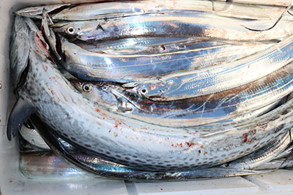 松本釣船２ 釣果