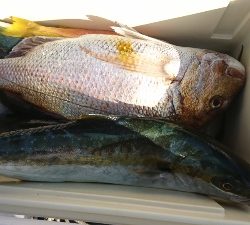 海龍丸（福岡） 釣果