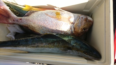 海龍丸（福岡） 釣果