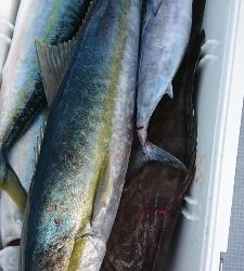 海龍丸（福岡） 釣果