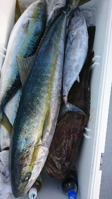 海龍丸（福岡） 釣果