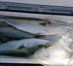 海龍丸（福岡） 釣果