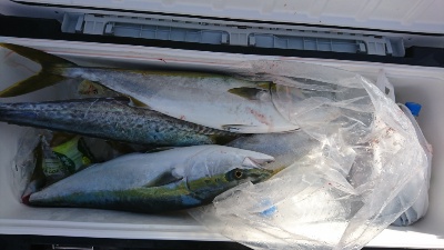 海龍丸（福岡） 釣果