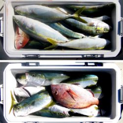 来温丸(らいおんまる) 釣果