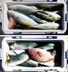 来温丸（らいおんまる） 釣果