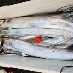 オーフリー 釣果