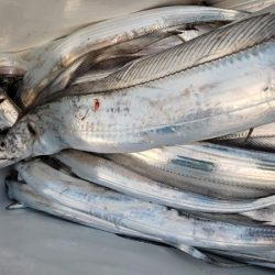 オーフリー 釣果