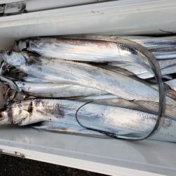 オーフリー 釣果