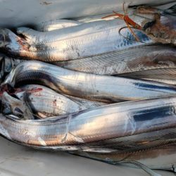 オーフリー 釣果