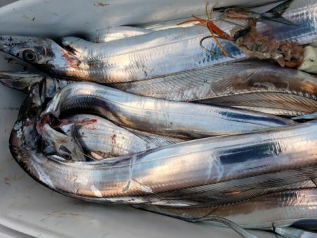 オーフリー 釣果