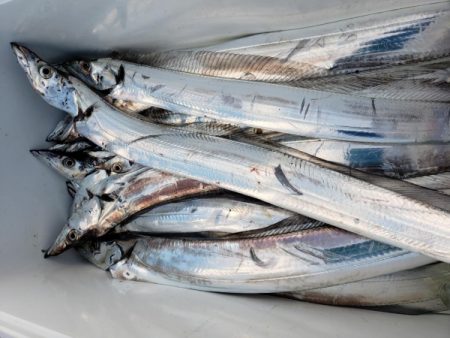 オーフリー 釣果