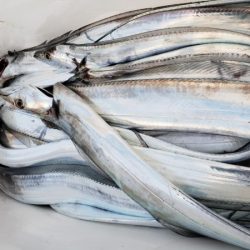 オーフリー 釣果