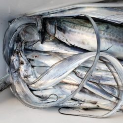 オーフリー 釣果