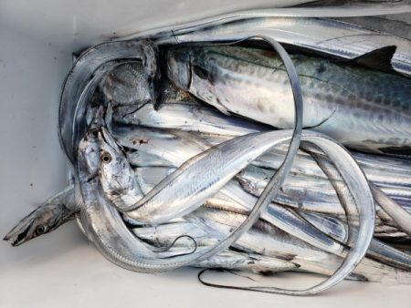 オーフリー 釣果