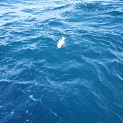 ブルーピア 釣果