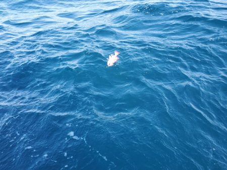 ブルーピア 釣果