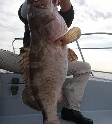海龍丸（福岡） 釣果