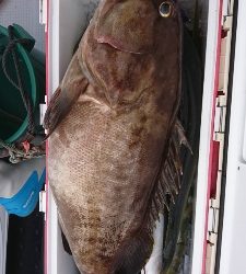 海龍丸（福岡） 釣果